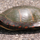 Imagen para el artículo titulado El interior del caparazón de una tortuga es más extraño de lo que piensas